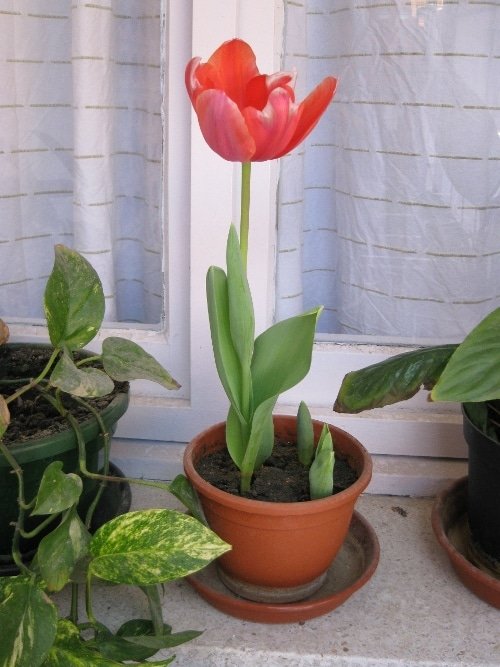 flores.jpg