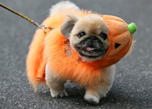 DISFRAZ PARA PERRO.JPG DISFRAZ PARA PERRO.JPG