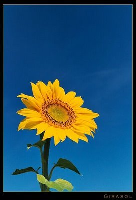flores.jpg