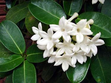 flores.jpg