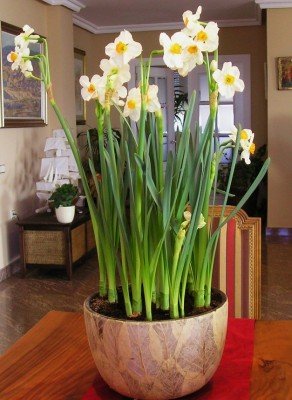flores.jpg