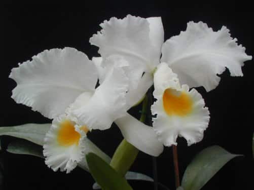 flores.jpg