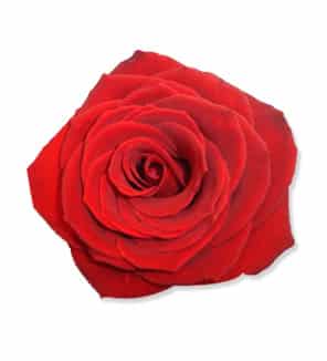 flores.jpg
