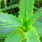 aloe vera